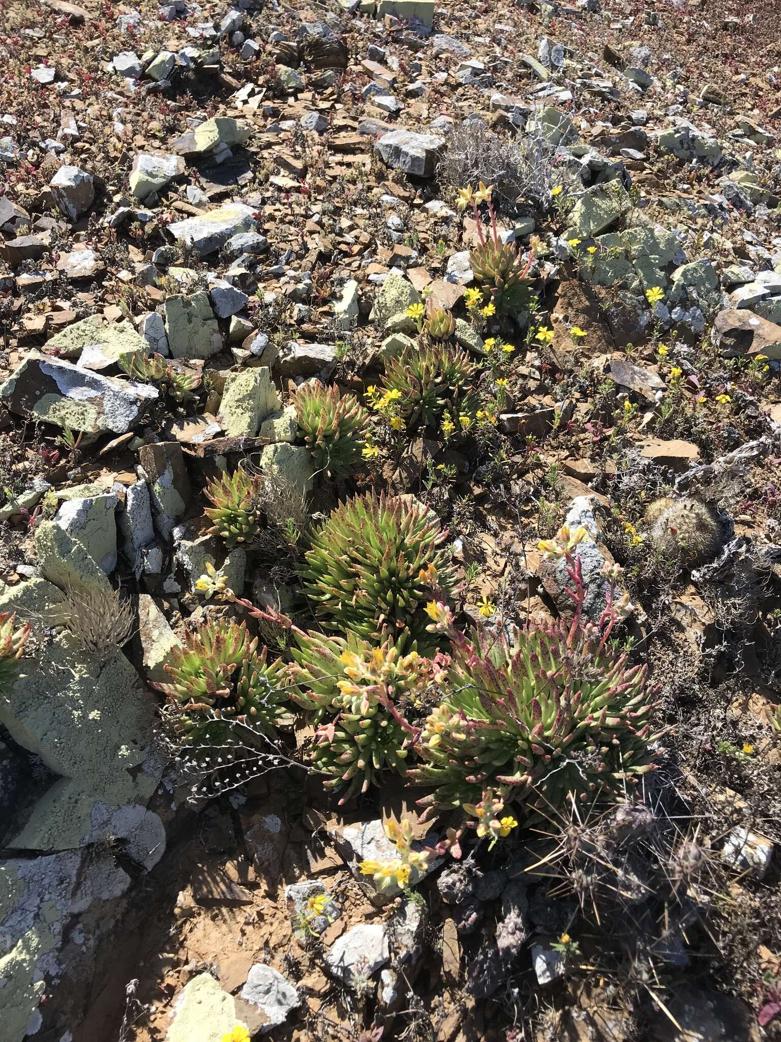 Image of Dudleya linearis (Greene) Britton & Rose