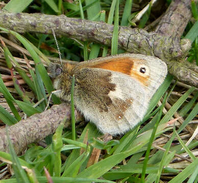 Image of small heath