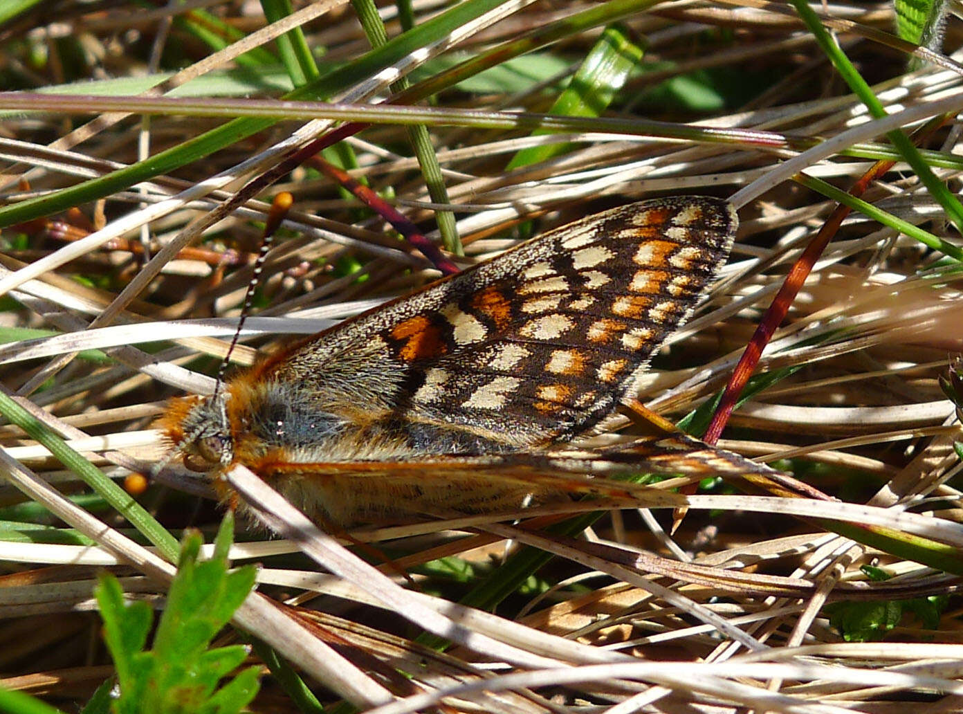 Image of Euphydryas aurinia