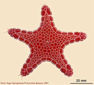 Image of Pentagonaster duebeni Gray 1847