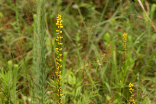 Image of golden colicroot