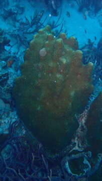 Image of Mountainous Star Coral