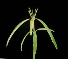 Image of Euphorbia xanti Engelm. ex Boiss.