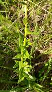 Image of Chromolaena hirsuta (Hook. & Arn.) R. King & H. Rob.