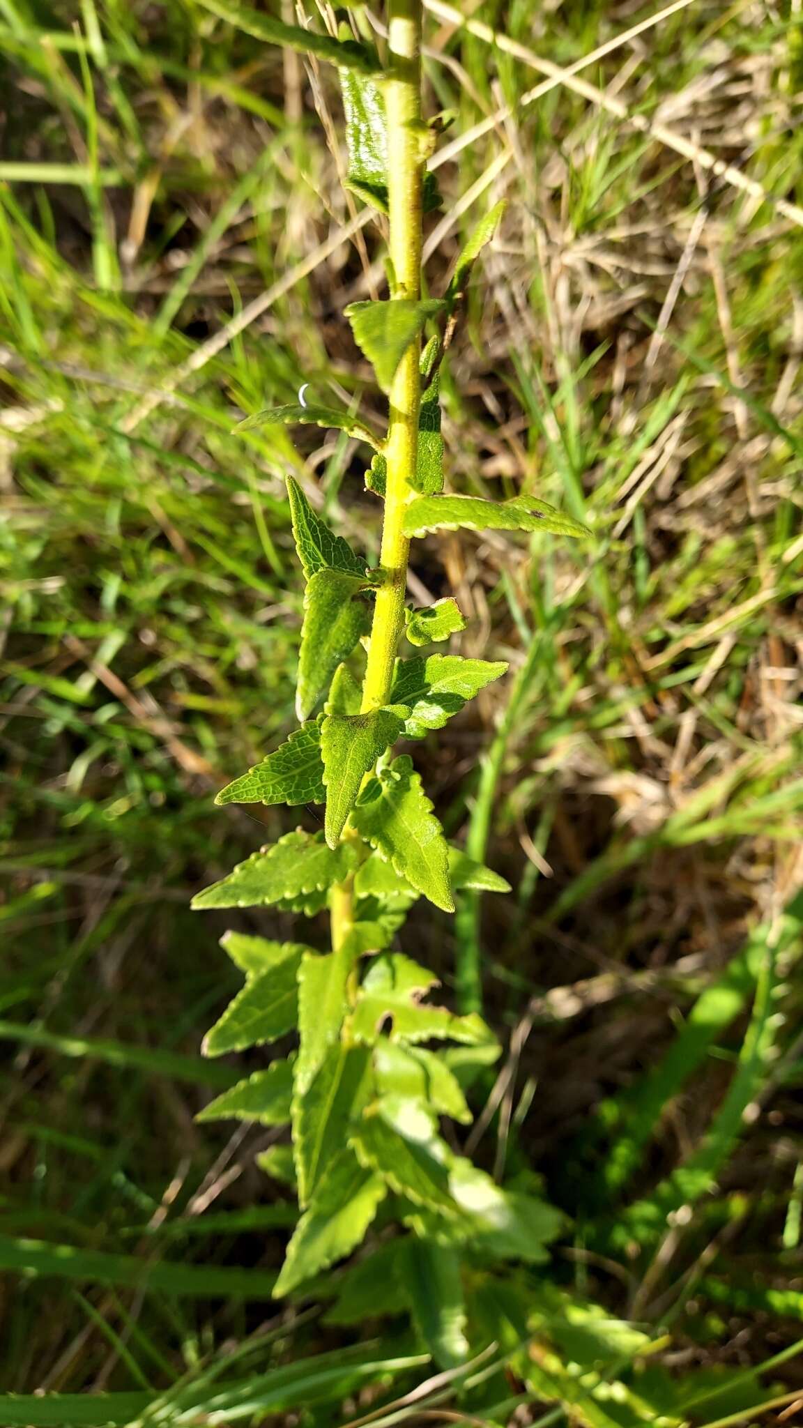 Image of Chromolaena hirsuta (Hook. & Arn.) R. King & H. Rob.