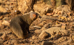 Image of Indian Gray Mongoose