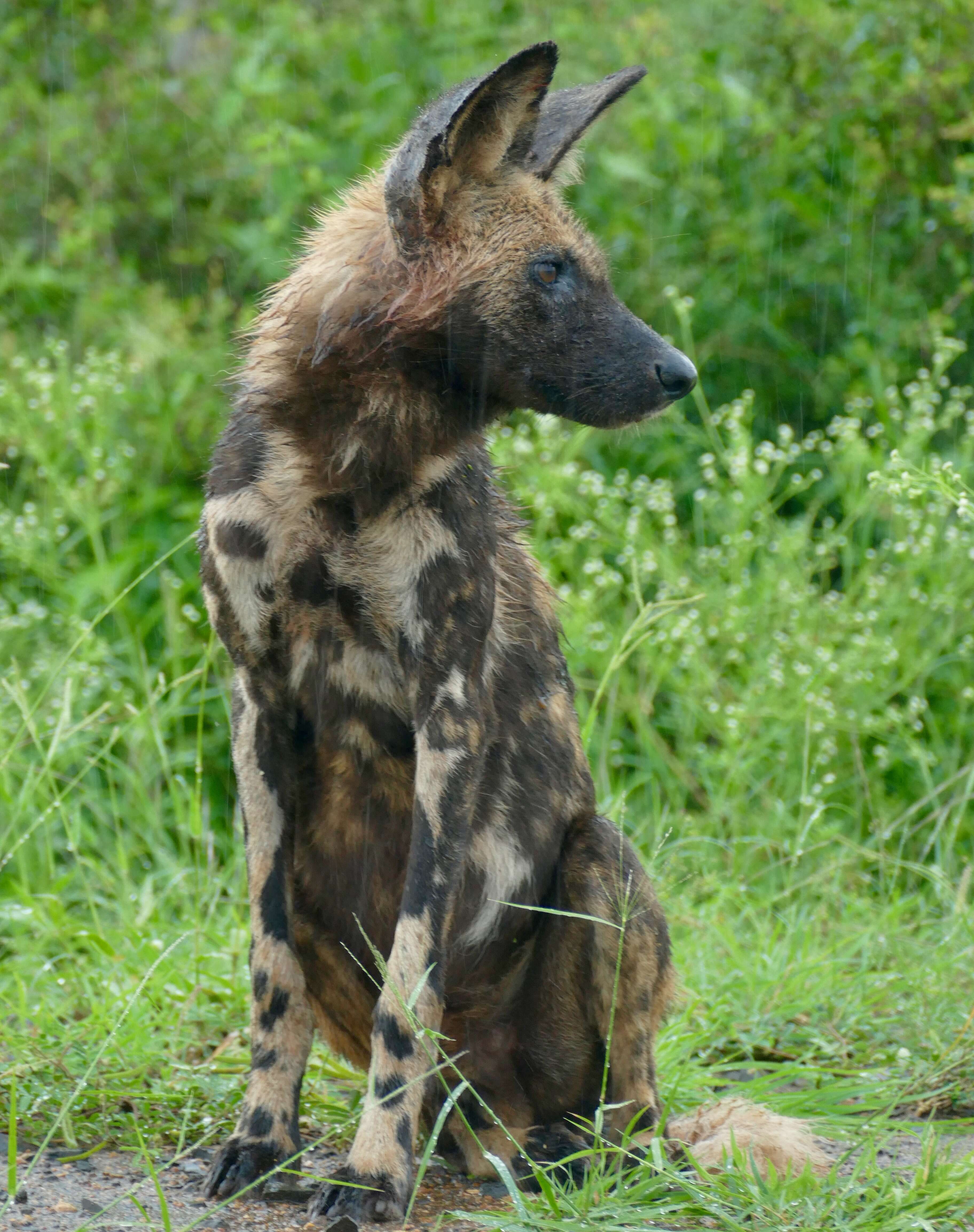 Image of African Hunting Dog