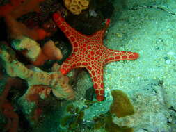 Image of Pentagonaster duebeni Gray 1847