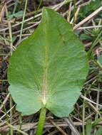 Image of adobe snakeroot