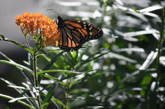 Imagem de Asclepias tuberosa L.