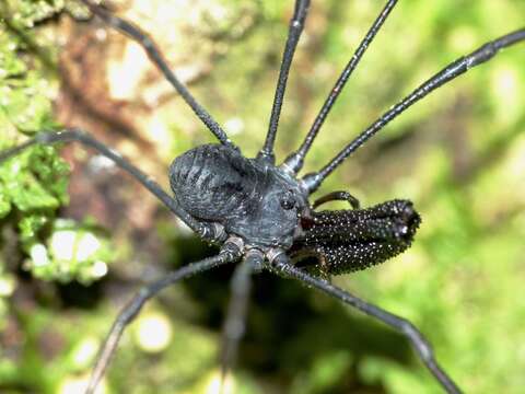 Image of Pantopsalis albipalpis