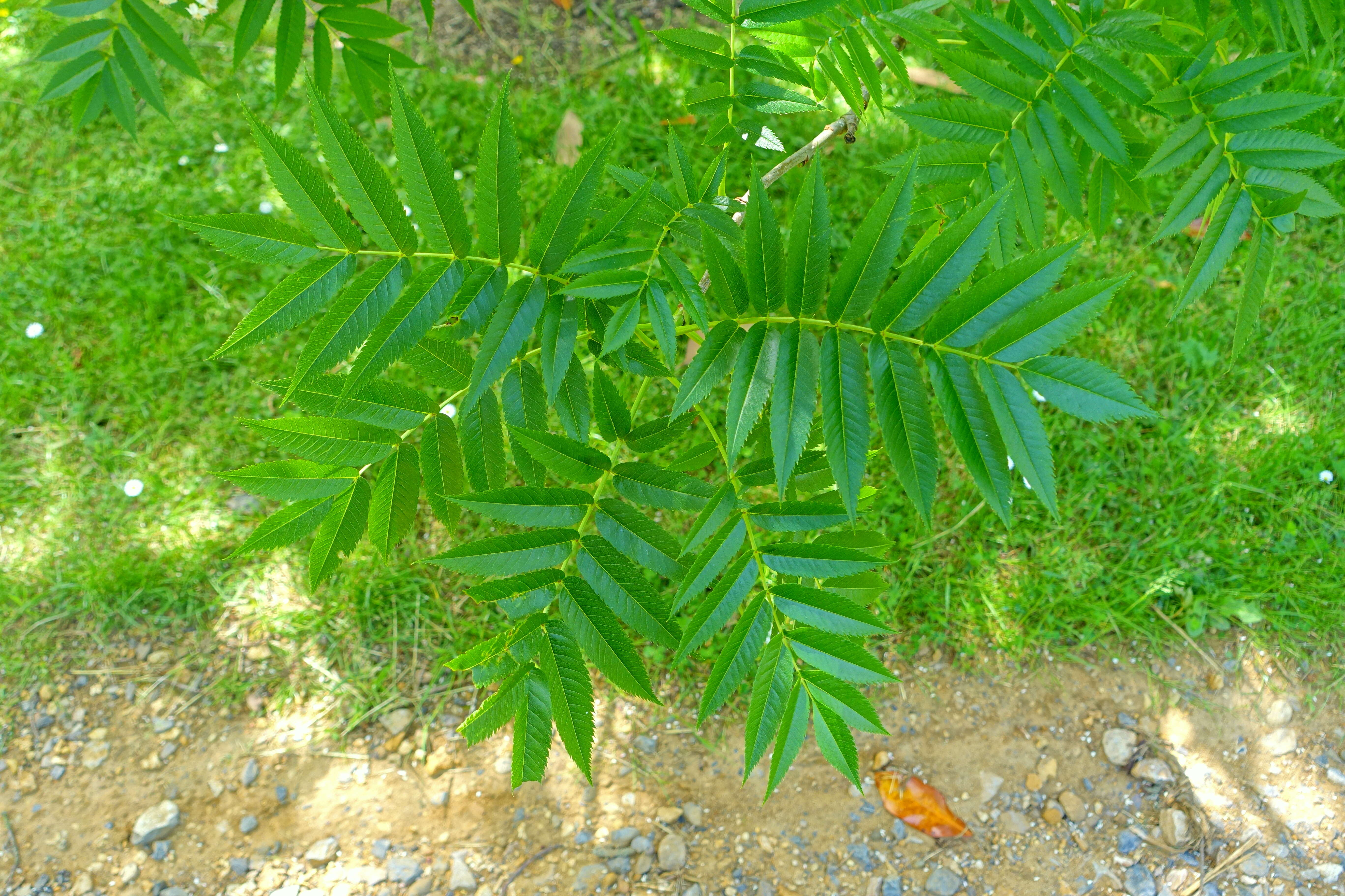 Image of Sorbus commixta var. ulleungensis (Chin S. Chang) M. Kim