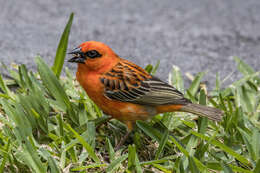 Image of Madagascar Red Fody