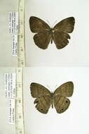 Image of Euptychia harmonia Butler 1866