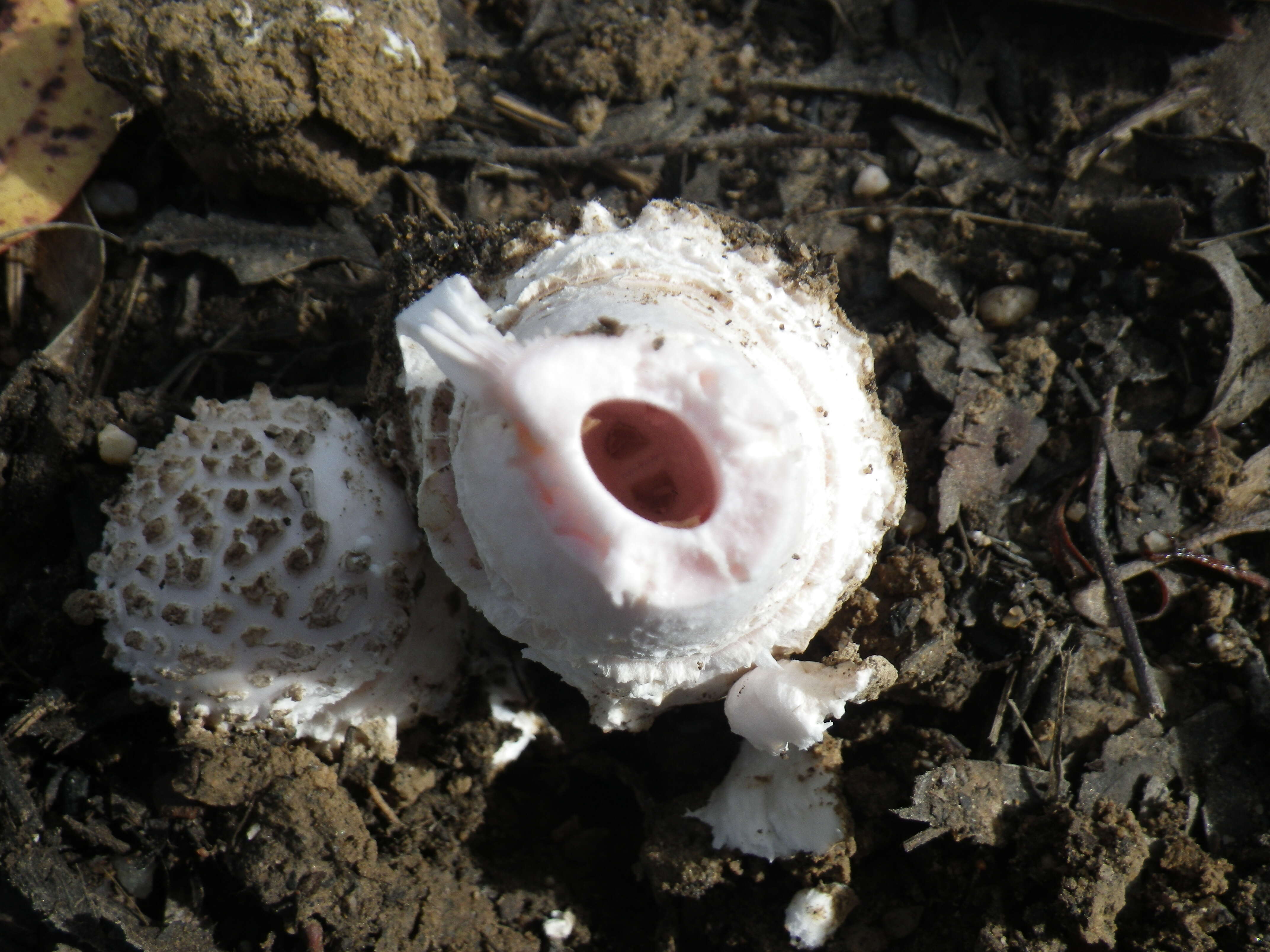 Image of Amanita carneiphylla O. K. Mill. 1992