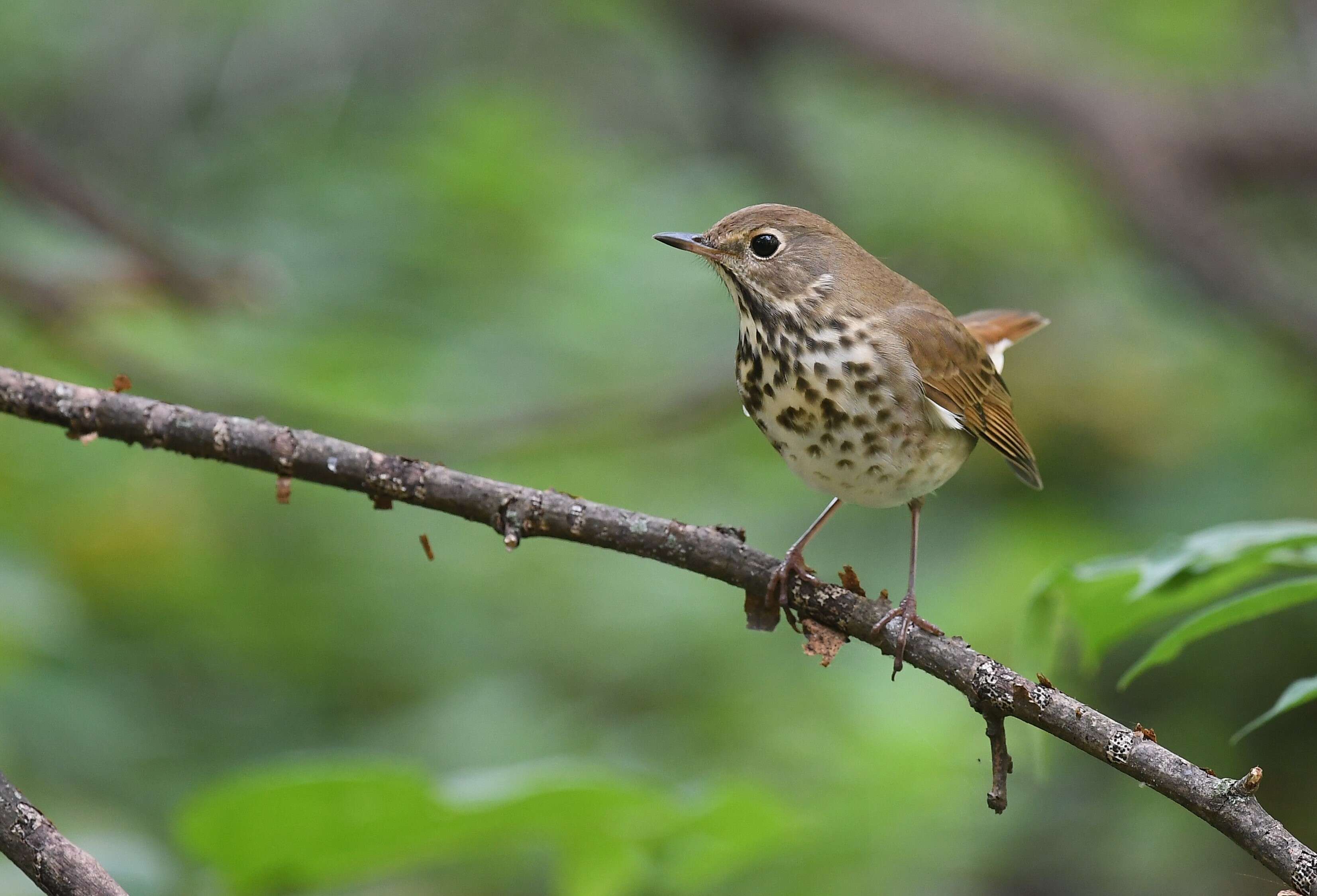 Image of Hermit Thrush