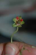 Image of Tropaeolum pentaphyllum Lam.