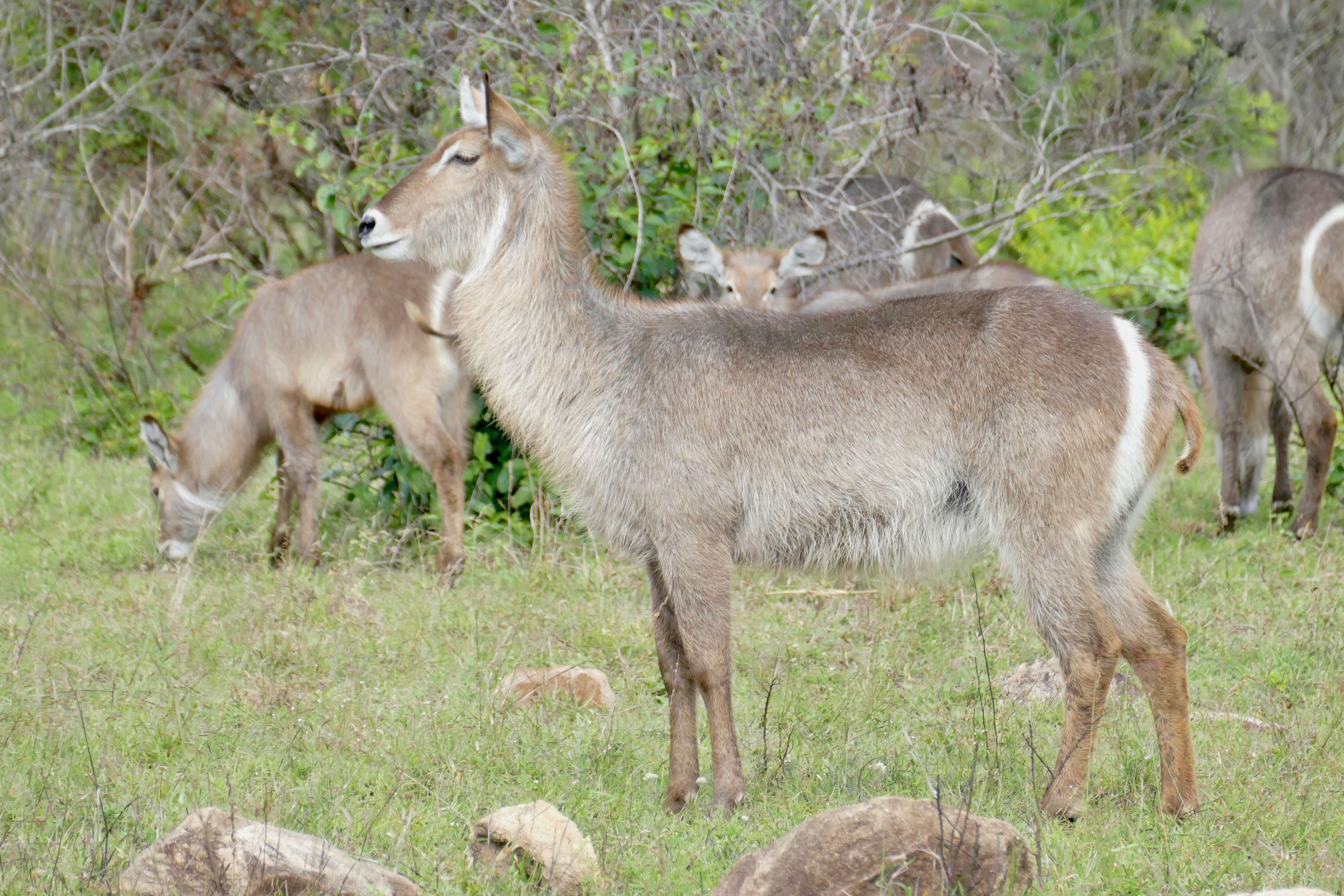 Image de Reduncinae