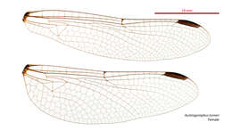 Image of Austroepigomphus turneri (Martin 1901)