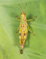 Image of Gesonula mundata (Walker & F. 1870)