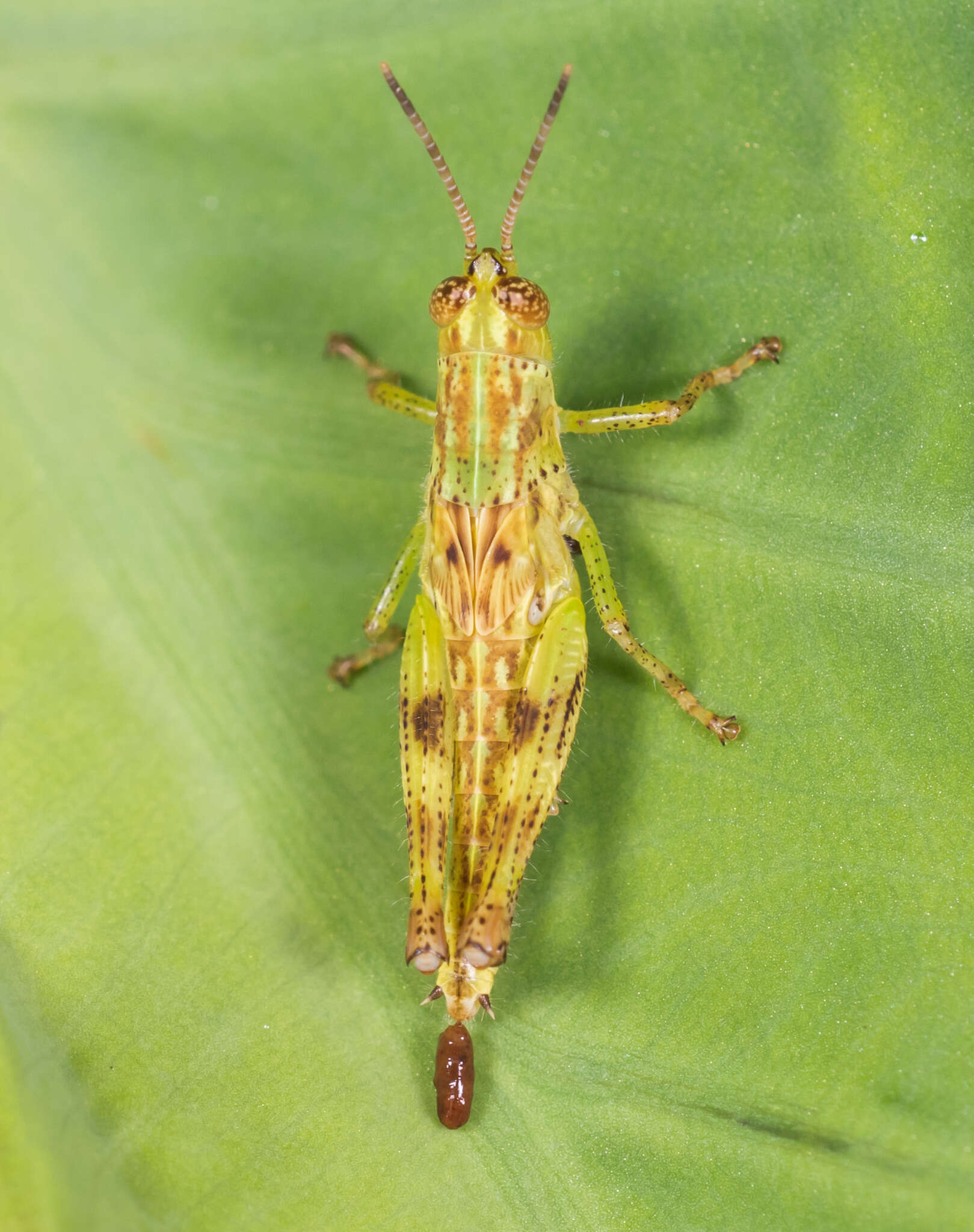 Image of Gesonula mundata (Walker & F. 1870)