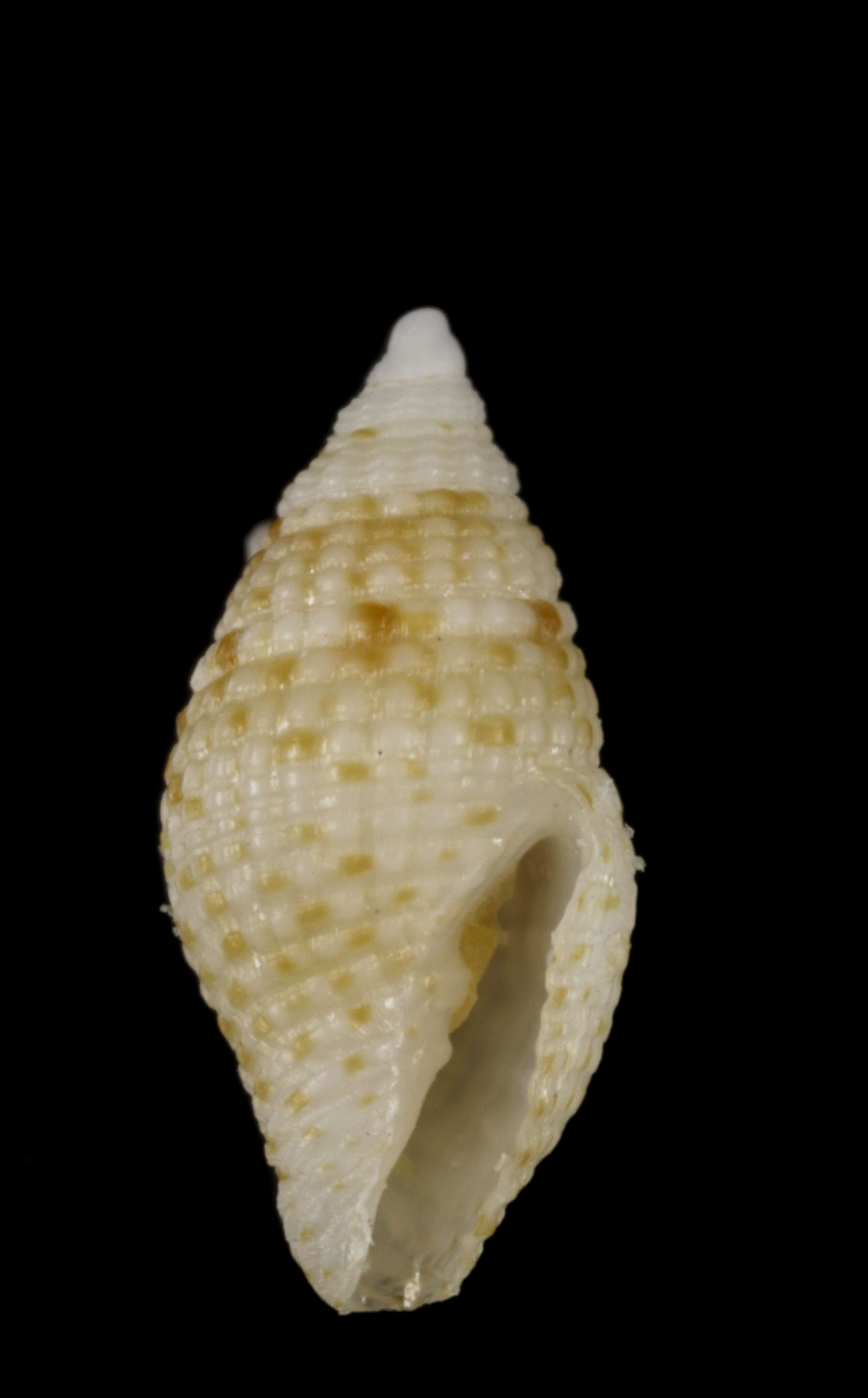 Image of Mitromorpha haycocki (Dall & Bartsch 1911)