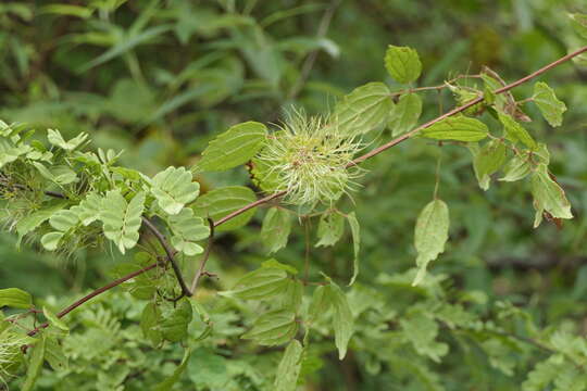 Image of Clematis javana DC.