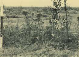 Image of sea aster