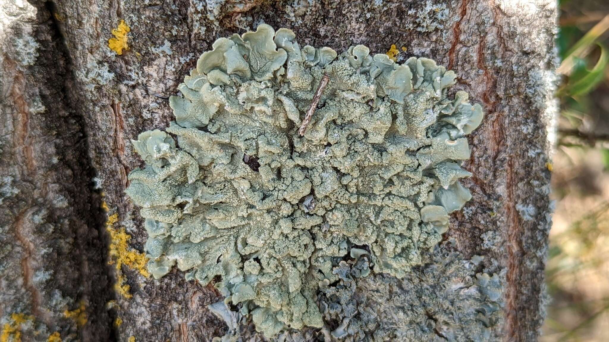 Image of Common greenshield lichen