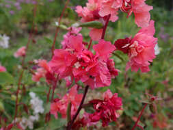 Image of elegant clarkia