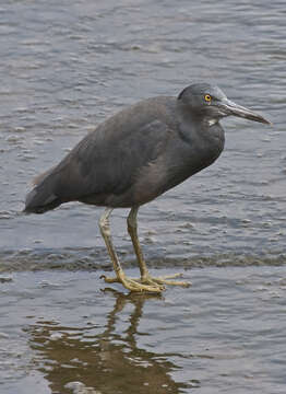 Image de Aigrette sacrée