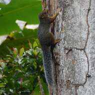 Image of Svynnerton's Bush Squirrel