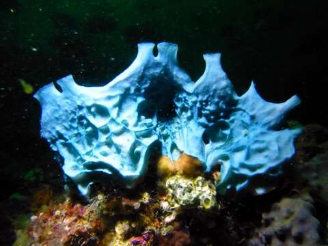 Image of Yellow ball sponge