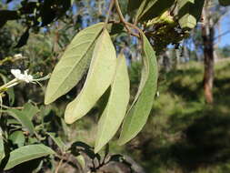 Image of Clerodendrum tomentosum (Vent.) R. Br.