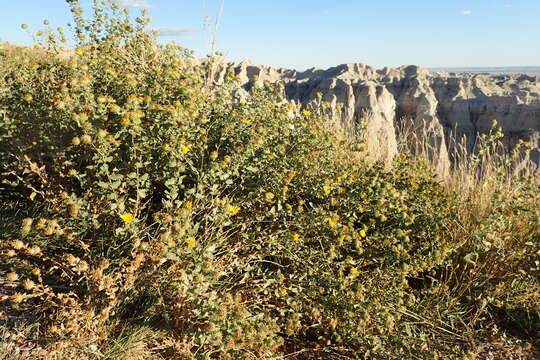 Image of Curly-cup gumweed