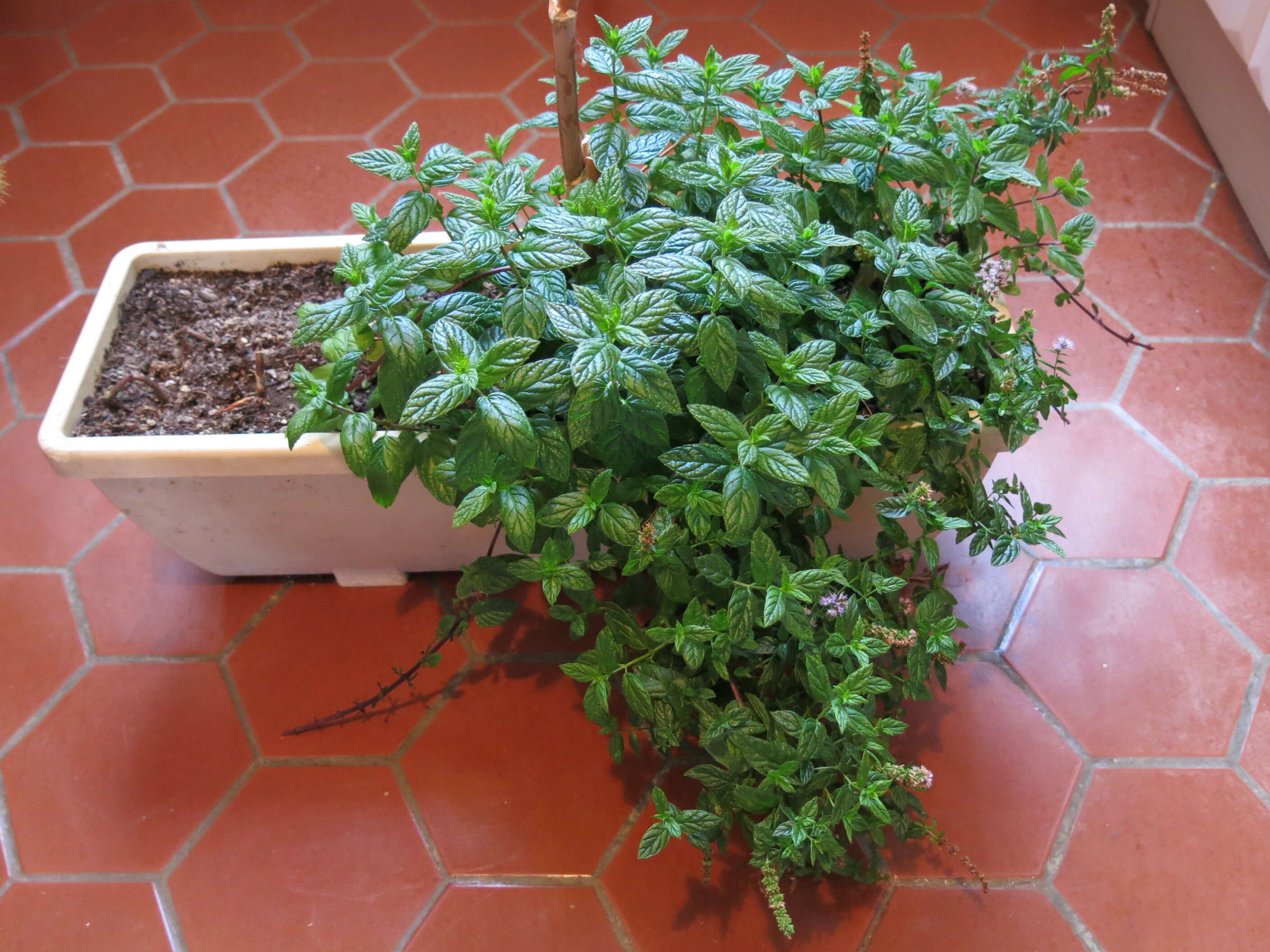 Image of Water Mint