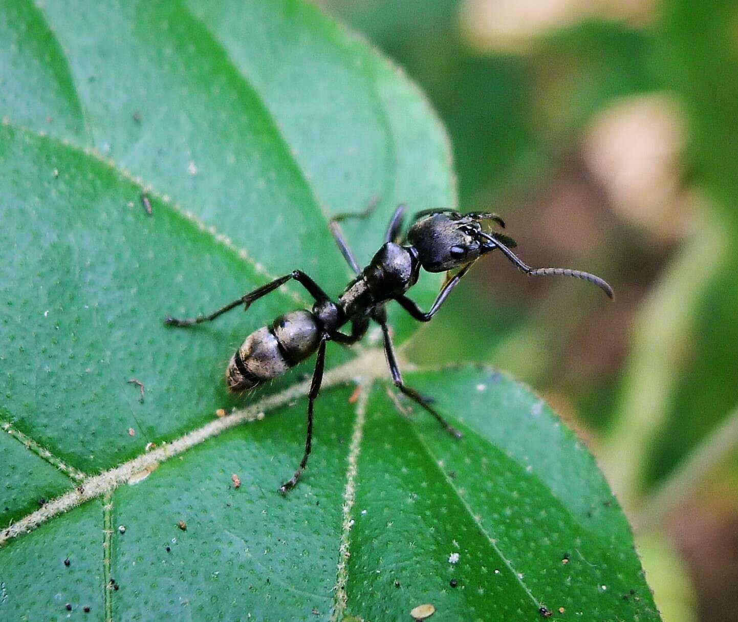 Image of Neoponera