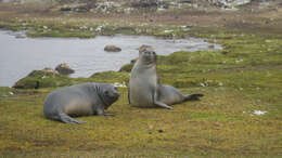 Image of South Atlantic Elephant-seal