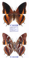 Charaxes eudoxus Drury 1782 resmi