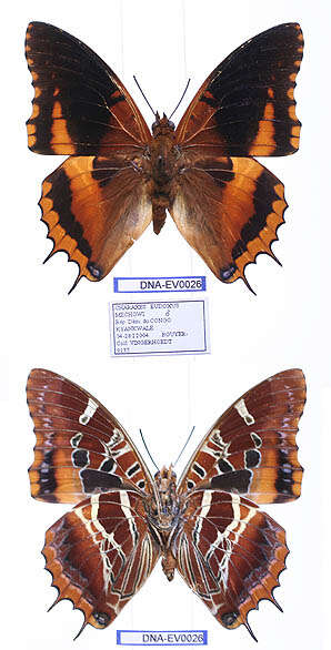 Image of Charaxes eudoxus Drury 1782