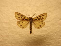 Image of Palearctia glaphyra Evans 1843