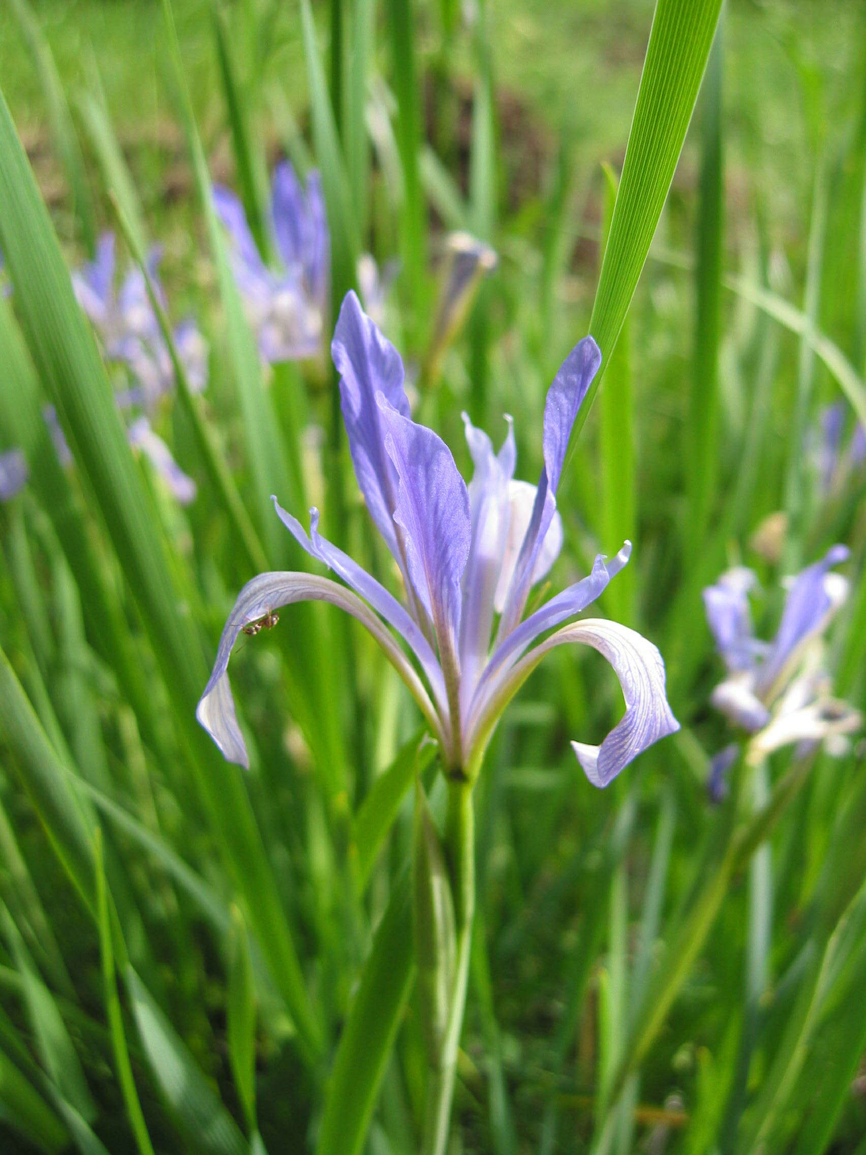 Image of Iris lactea Pall.