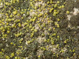 Image of Hidden goldspeck lichen