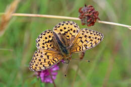 Image of Speyeria aglaja