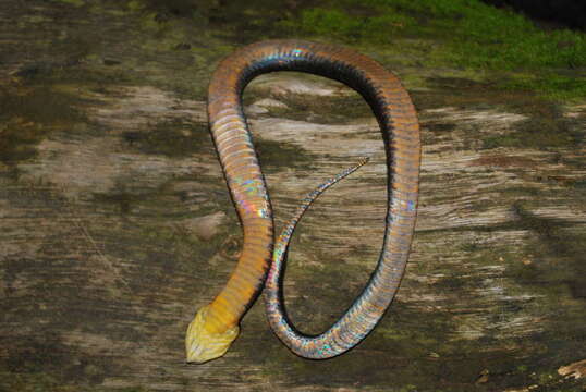 Image of Amazon False Fer-de-lance