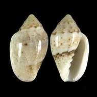 Marginella eucosmia Bartsch 1915的圖片