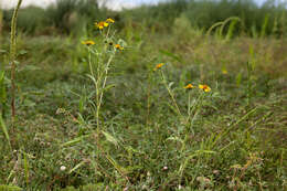 Plancia ëd Heliomeris hispida (A. Gray) Cockerell