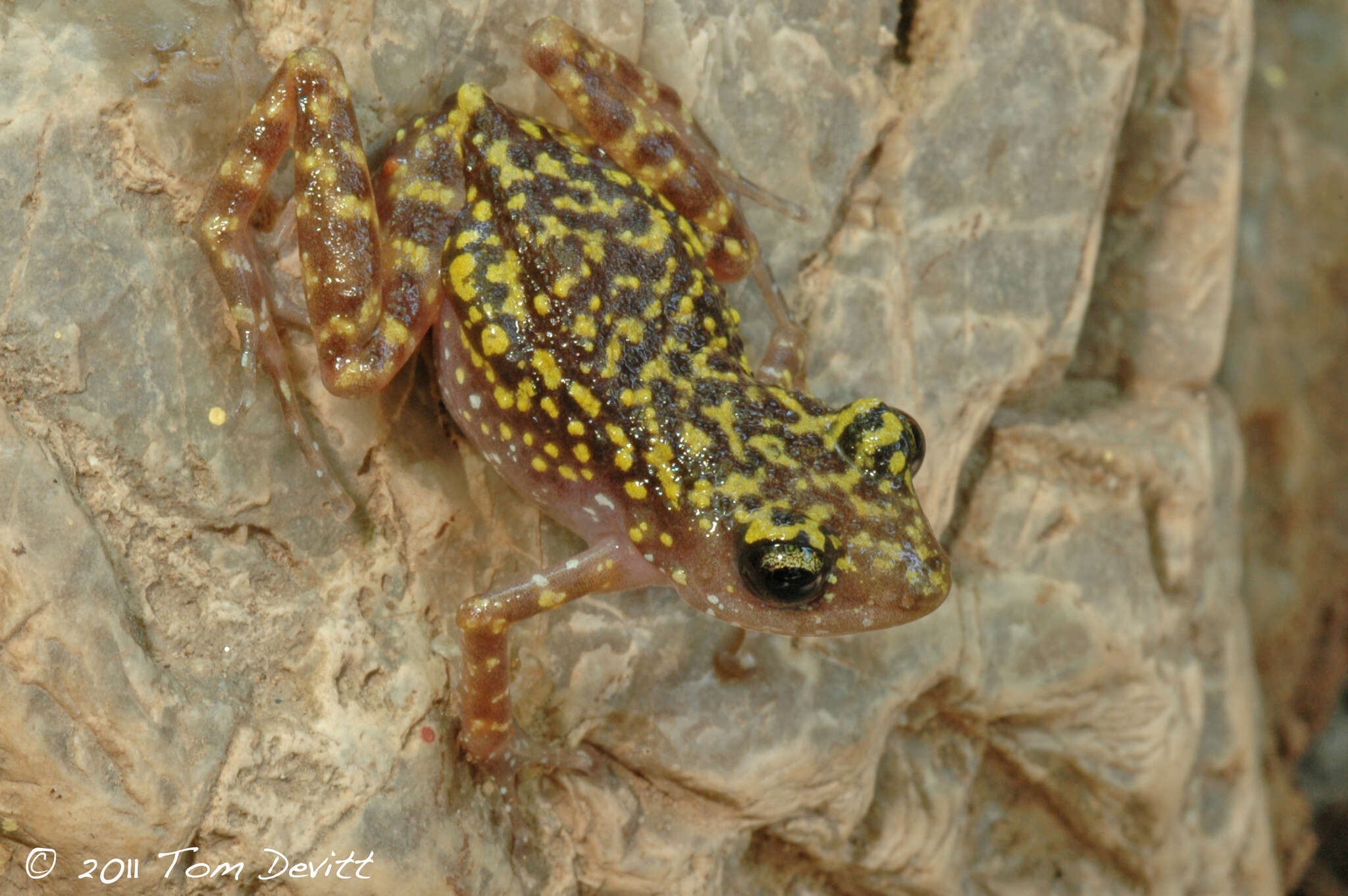 Image of Rainfrogs