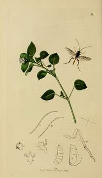 Image of Ibalia (Ibalia) leucospoides (Hochenwarth 1785)