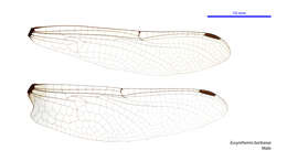 Image of Eusynthemis barbarae (Moulds 1985)